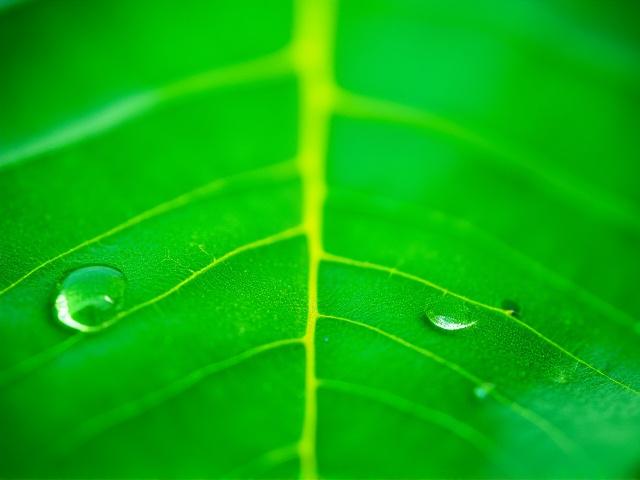 Close-up of a vibrant green leaf with intricate veins, showcasing dew drops and fine textures.